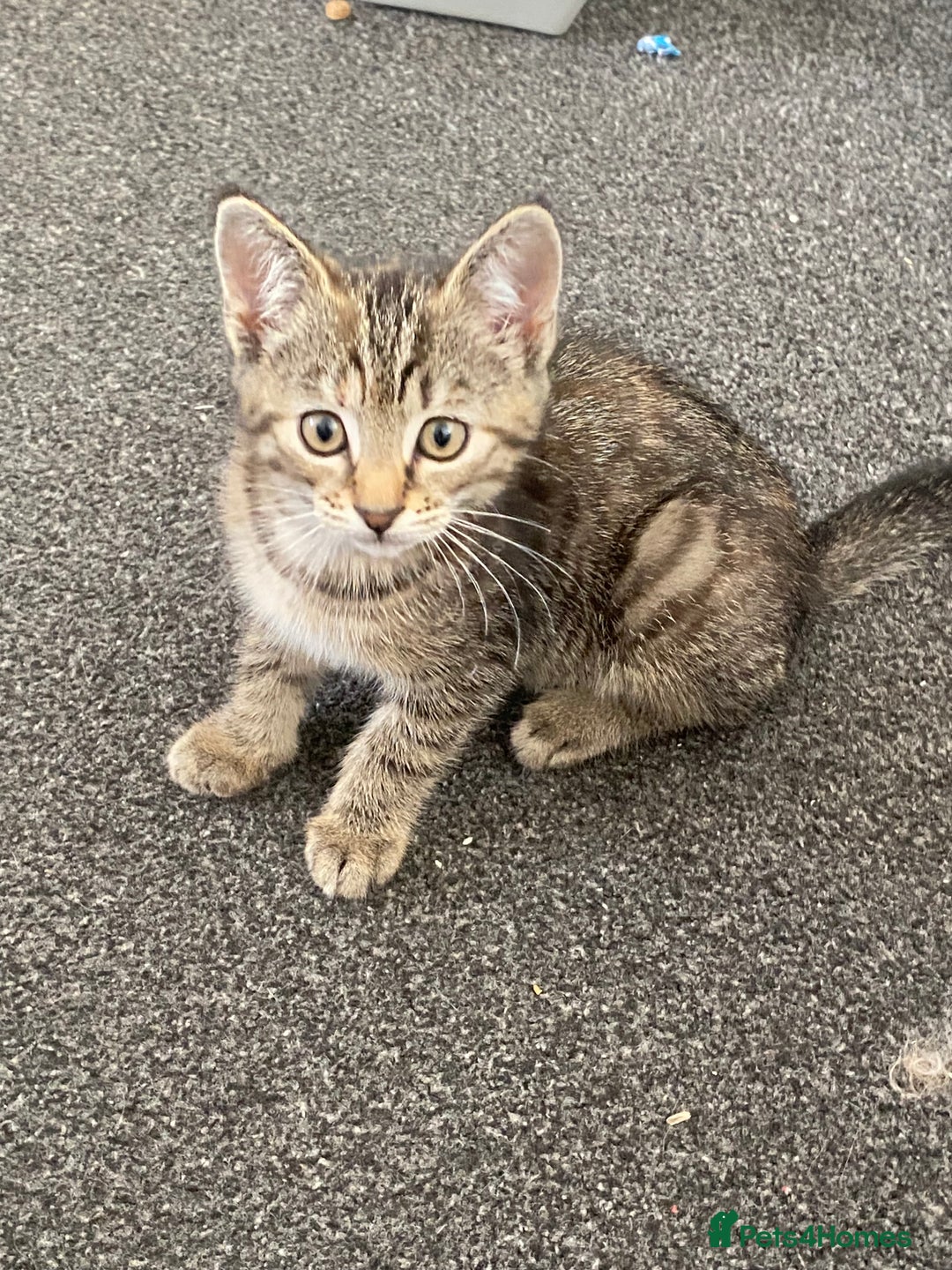 Mixed Breed cats for sale: READY NOW gorgeous brown tabby female kittens   in Ware - Image 6