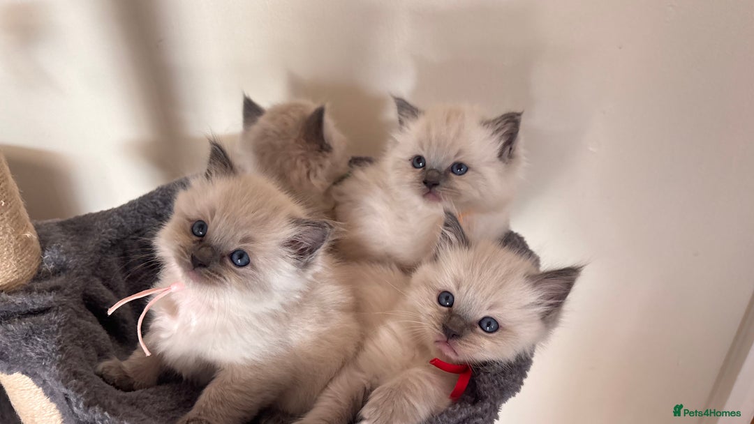 Ragdoll cats for sale: Ragdoll kittens (2 boys and 2 girls)  - Image 8
