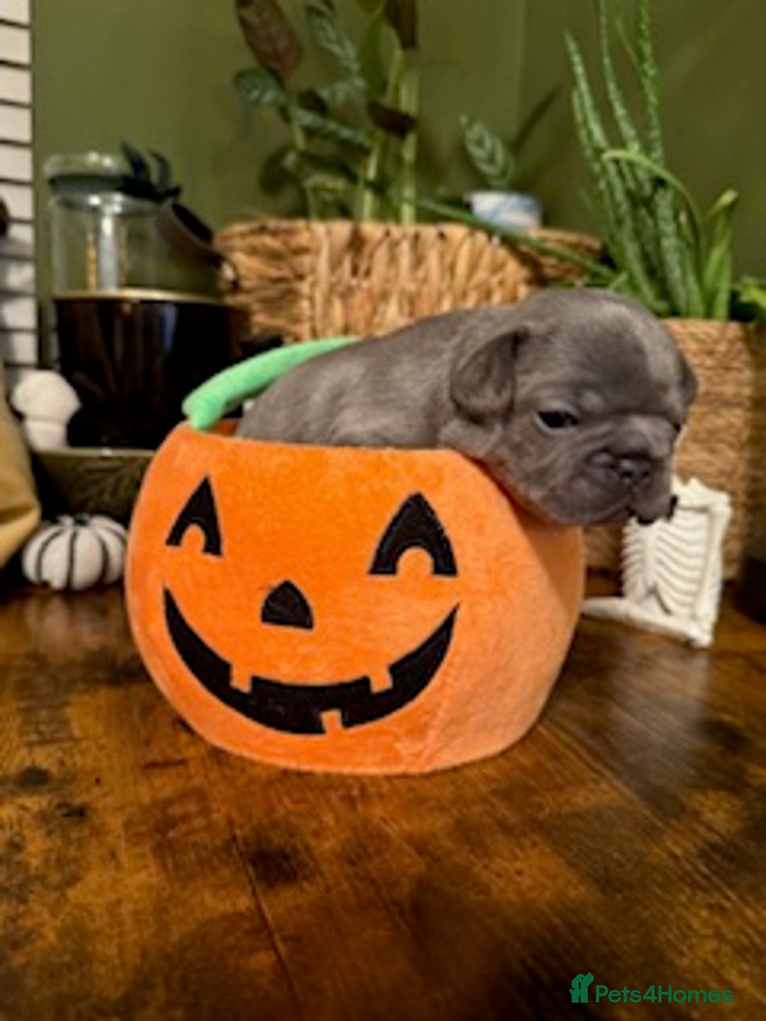 French Bulldog dogs for sale: Exclusive French Bulldog Puppies - Image 12