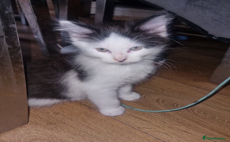 Mixed Breed cats - Advert 8