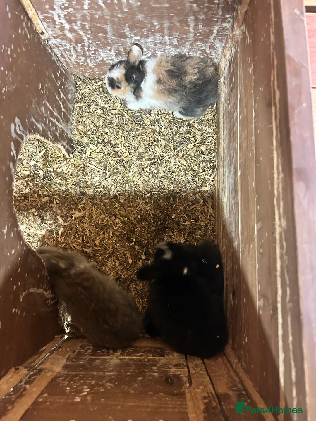 Mini Lion Lop rabbits for sale: 7 mini lop - Advert 10