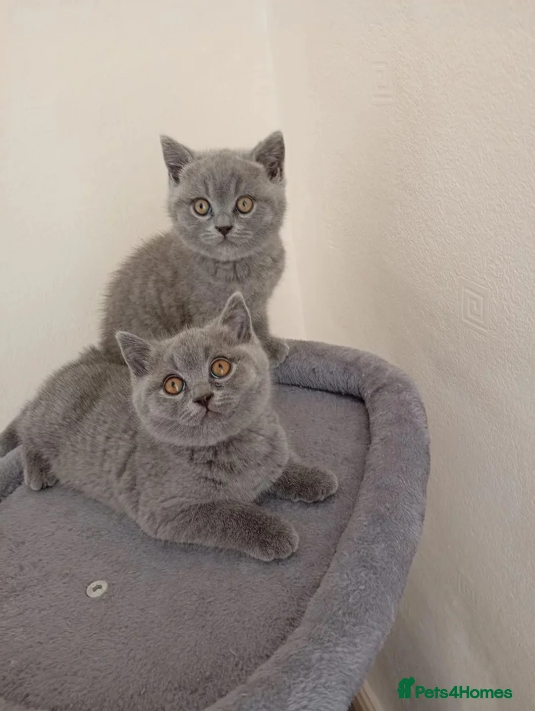 British Shorthair cats for sale: 2 lovely friendly British short hair kittens - Advert 4