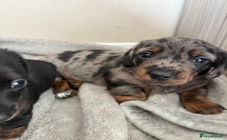 Miniature Dachshund dogs - Advert 6