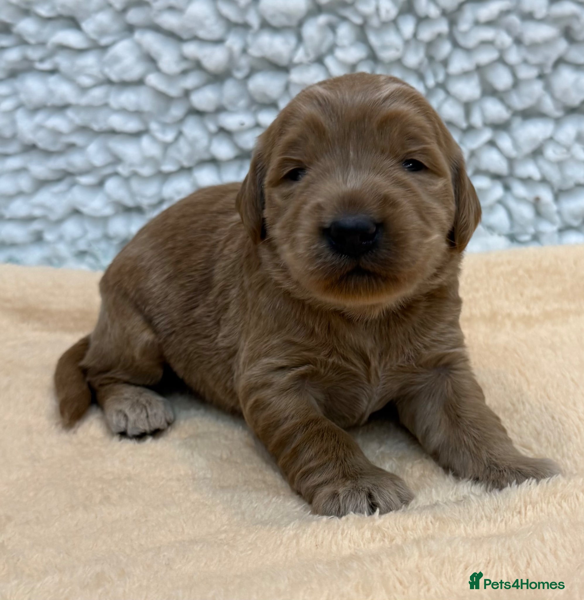 Double Doodle dogs Sunning littler of Australian Double Doodles  - Advert 2