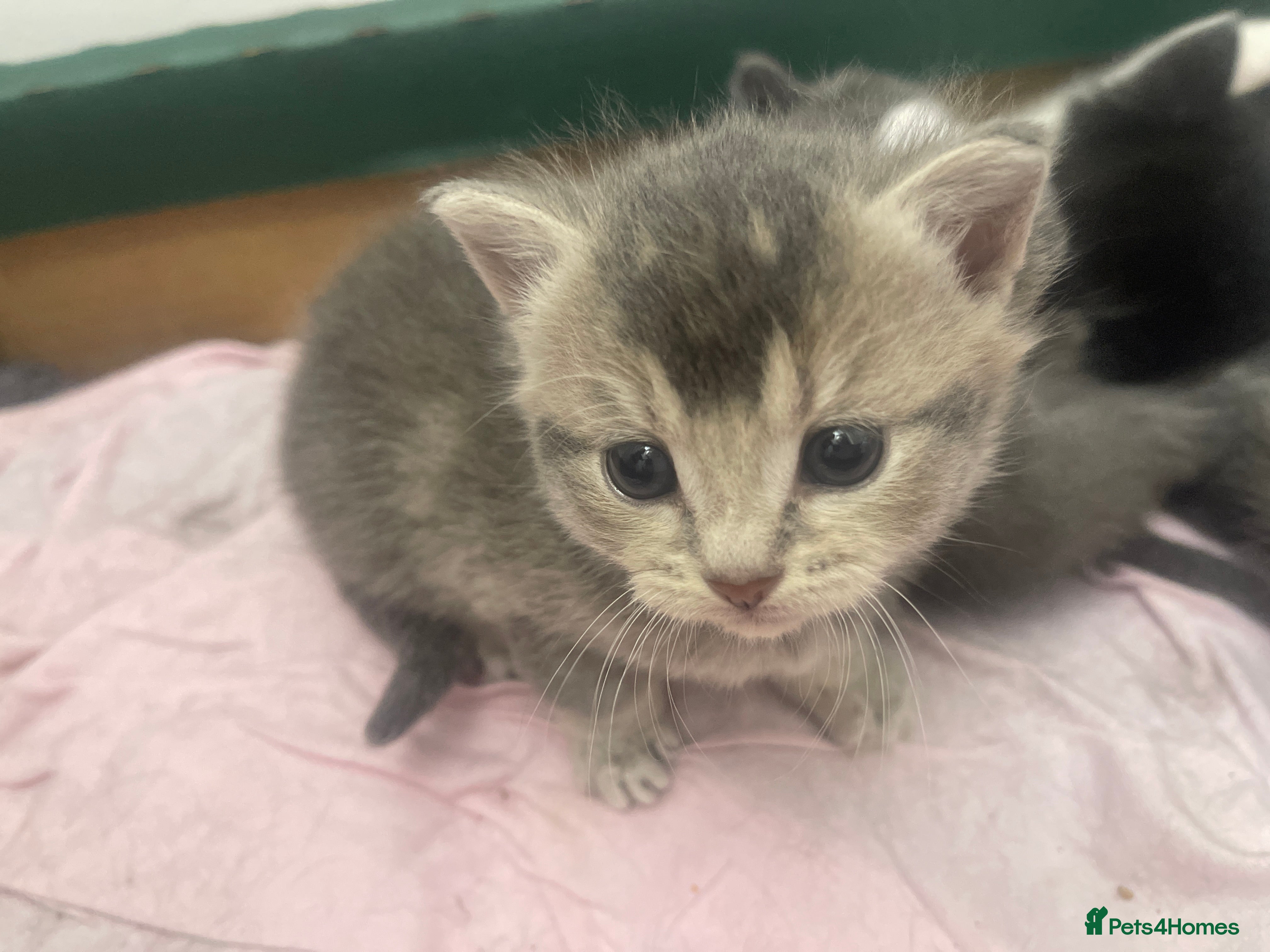 Mixed Breed Kitten 1