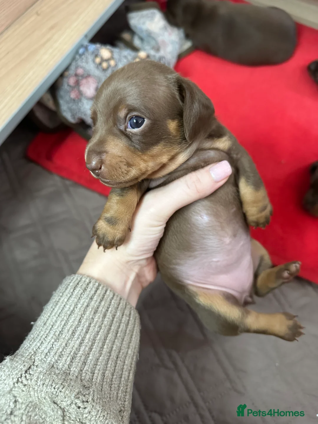 Miniature Dachshund dogs for sale: 3 beautiful miniature dachshund girls.  - Advert 10