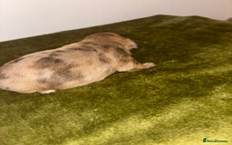 Mixed Breed dogs for sale: Schweenies - Image 6