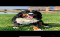 Bernedoodle dogs for sale: F1 Standard Bernedoodle Puppies LN8 - Image 6