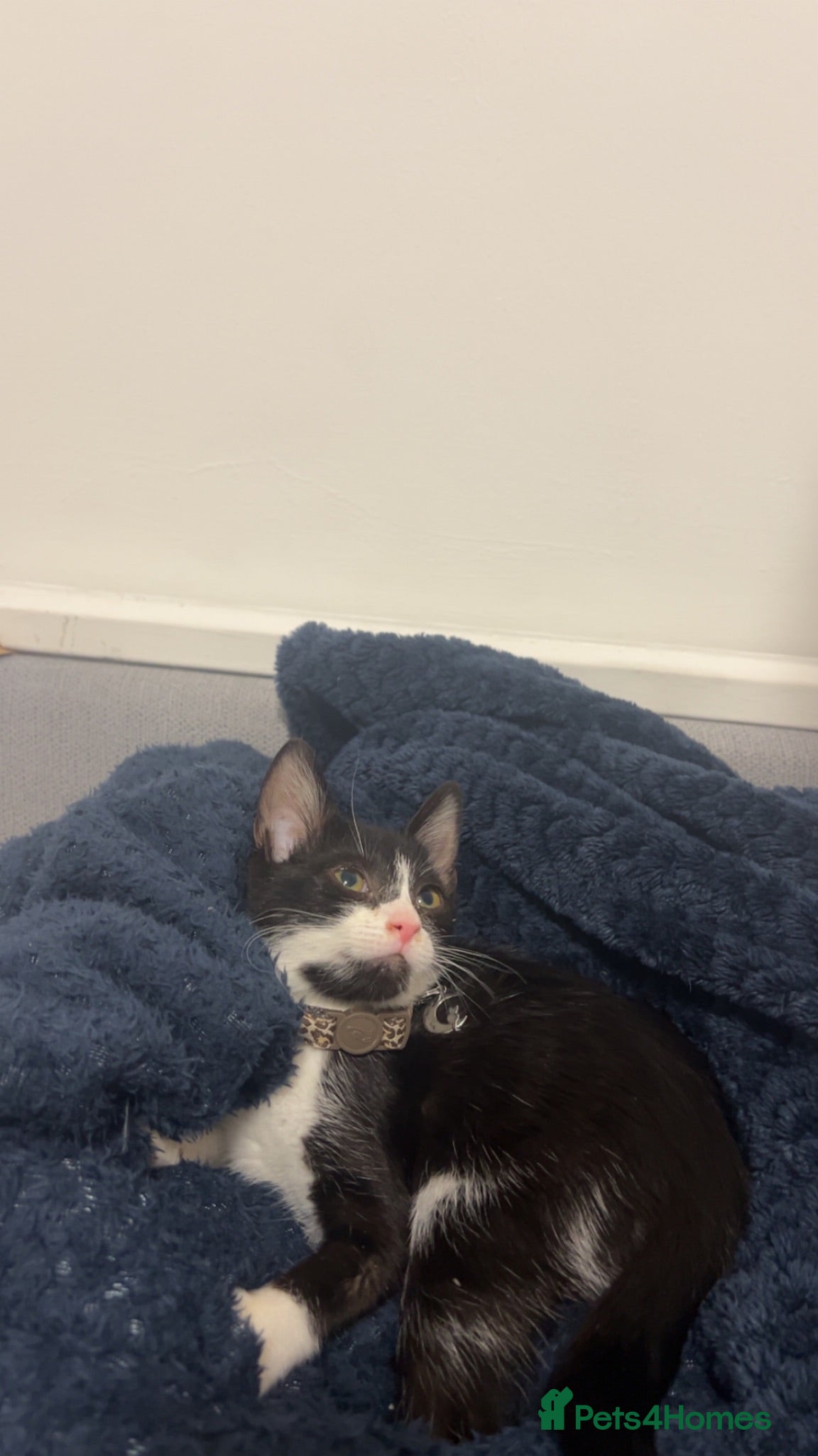 Mixed Breed cats Kitten  - Advert 8