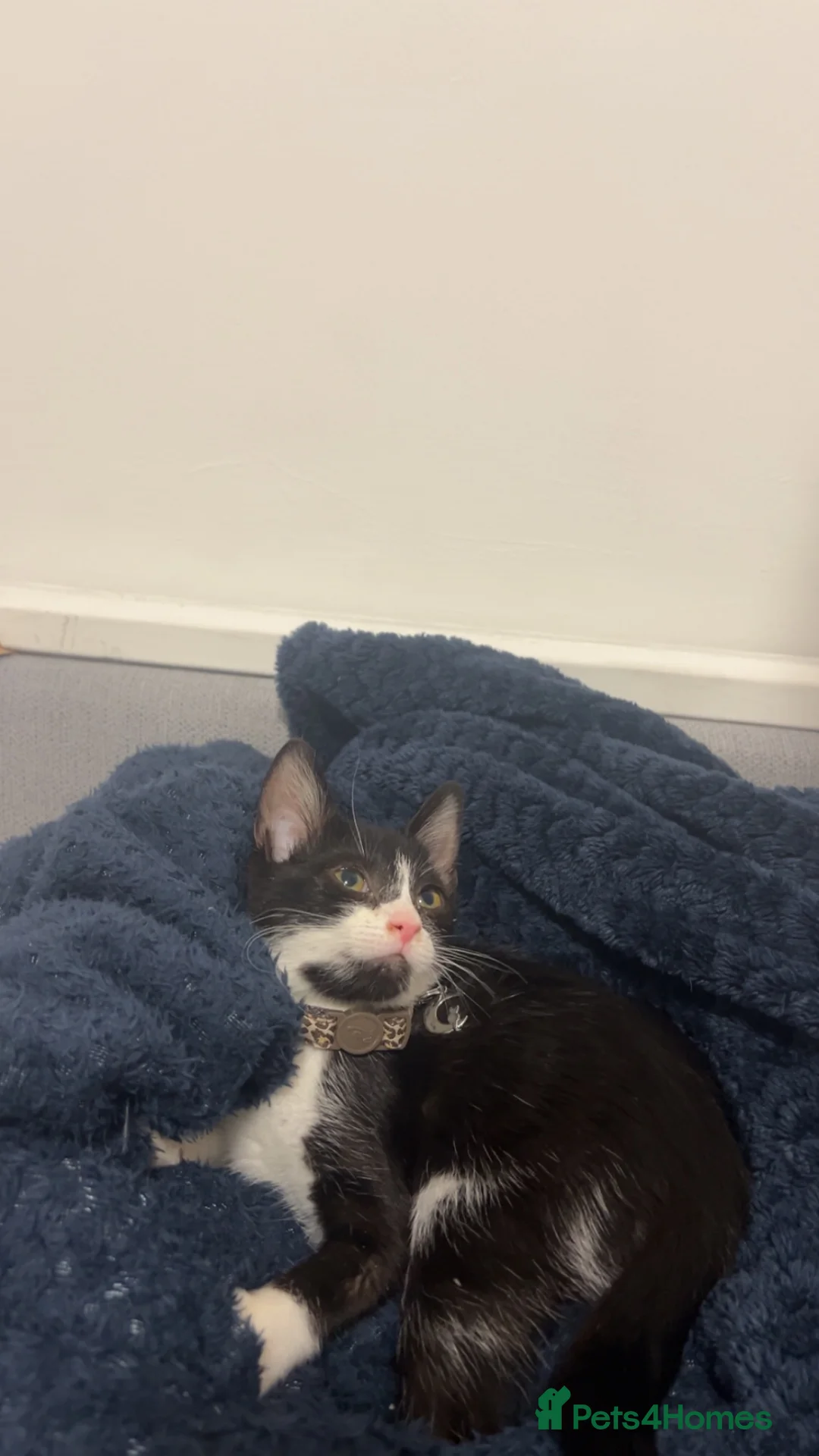 Mixed Breed cats for sale: Kitten  in London - Advert 1