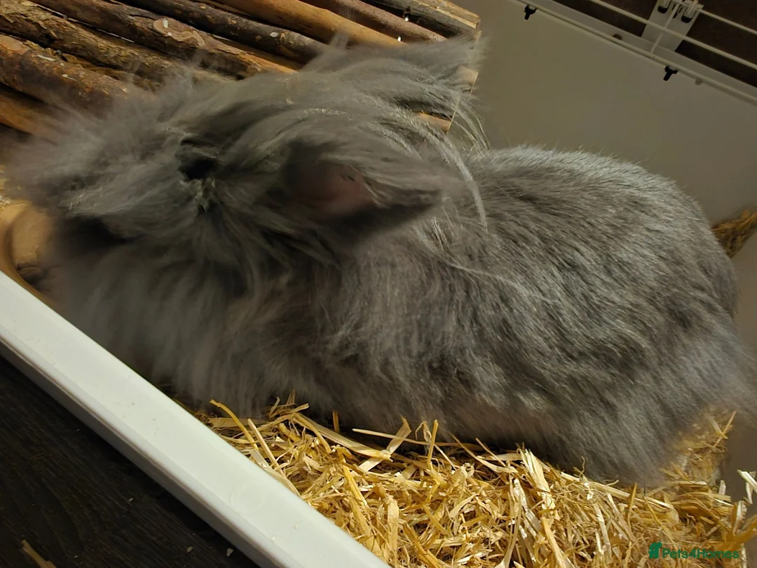 Mixed Breed rabbits for sale: Male lion head cross angora - Advert 2