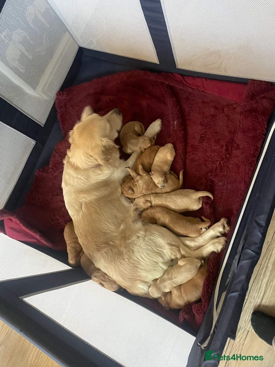 Mixed Breed dogs for sale: Beautiful golden doodles (Golden cockapoos) - Advert 8