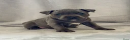 Staffordshire Bull Terrier dogs for sale: Stunning Staffordshire Bull Terriers! - Advert 25