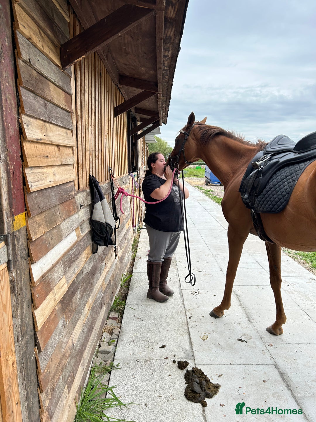 Irish Thoroughbred horses for sale: Fairy - Image 4