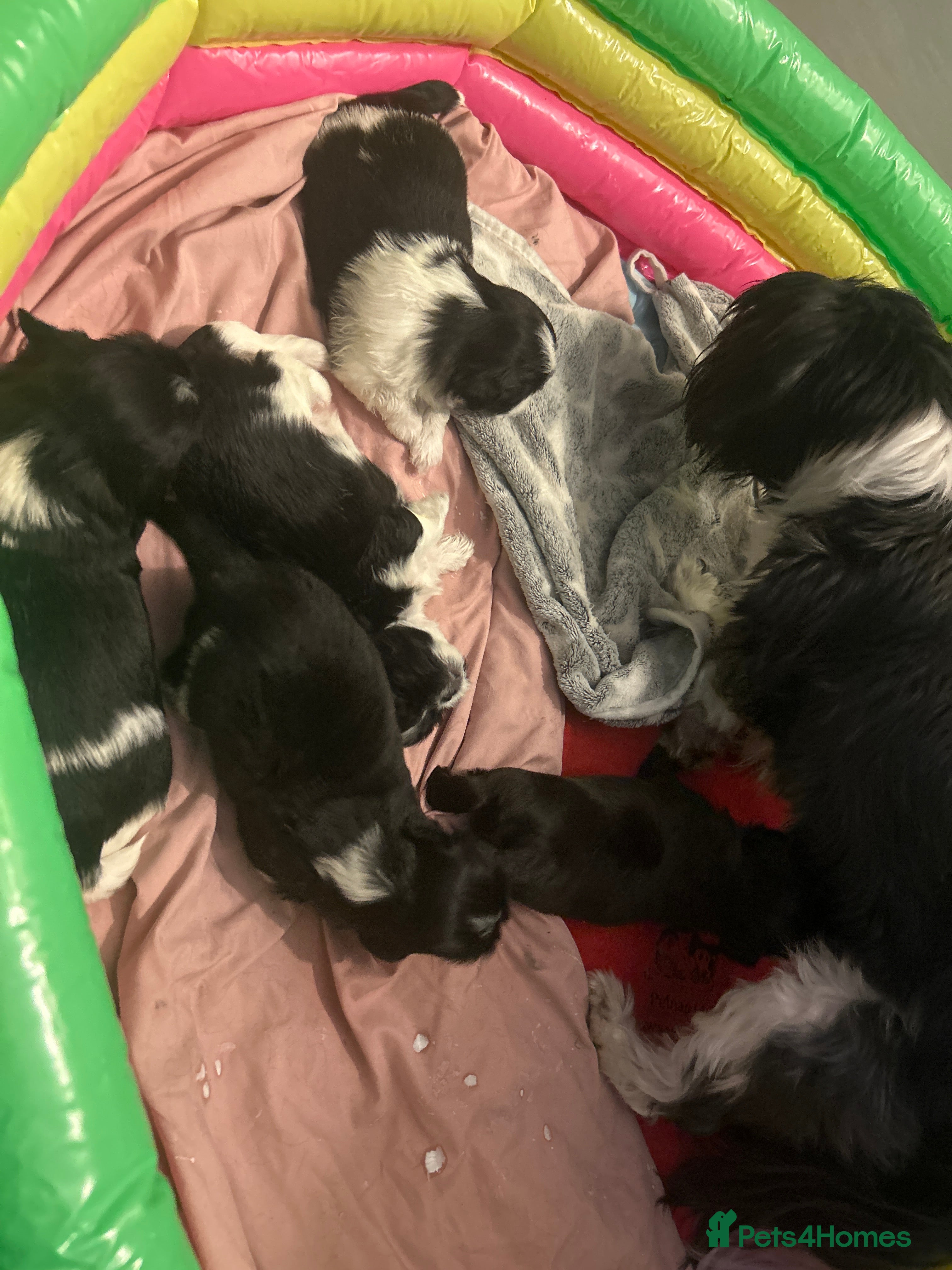 Shih Tzu dogs Half imperial shihtzu - Advert 3