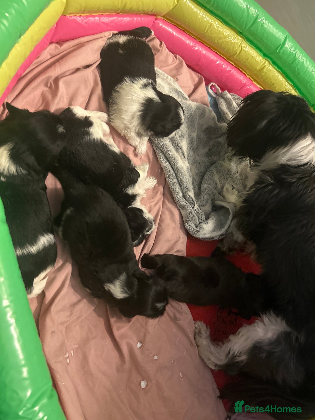 Shih Tzu dogs for sale: Half imperial shihtzu - Advert 2