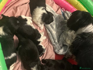 Shih Tzu dogs Half imperial shihtzu - Advert 13