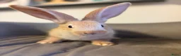 Continental Giant rabbits for sale: Pure Bred Continental Giants  - Advert 5