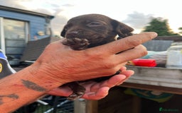 Mixed Breed dogs for sale: Beautiful cockepoo cross Miniature Dachshund pups  - Image 1