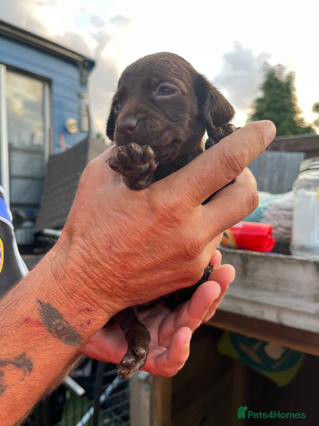 Mixed Breed dogs for sale: Beautiful cockepoo cross Miniature Dachshund pups  - Image 1