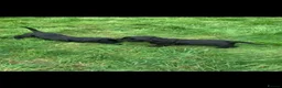 Labrador Retriever dogs for sale: Fantastic Labrador Pups - Advert 5