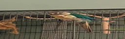 Conures birds for sale: Green cheek conure  - Advert 4