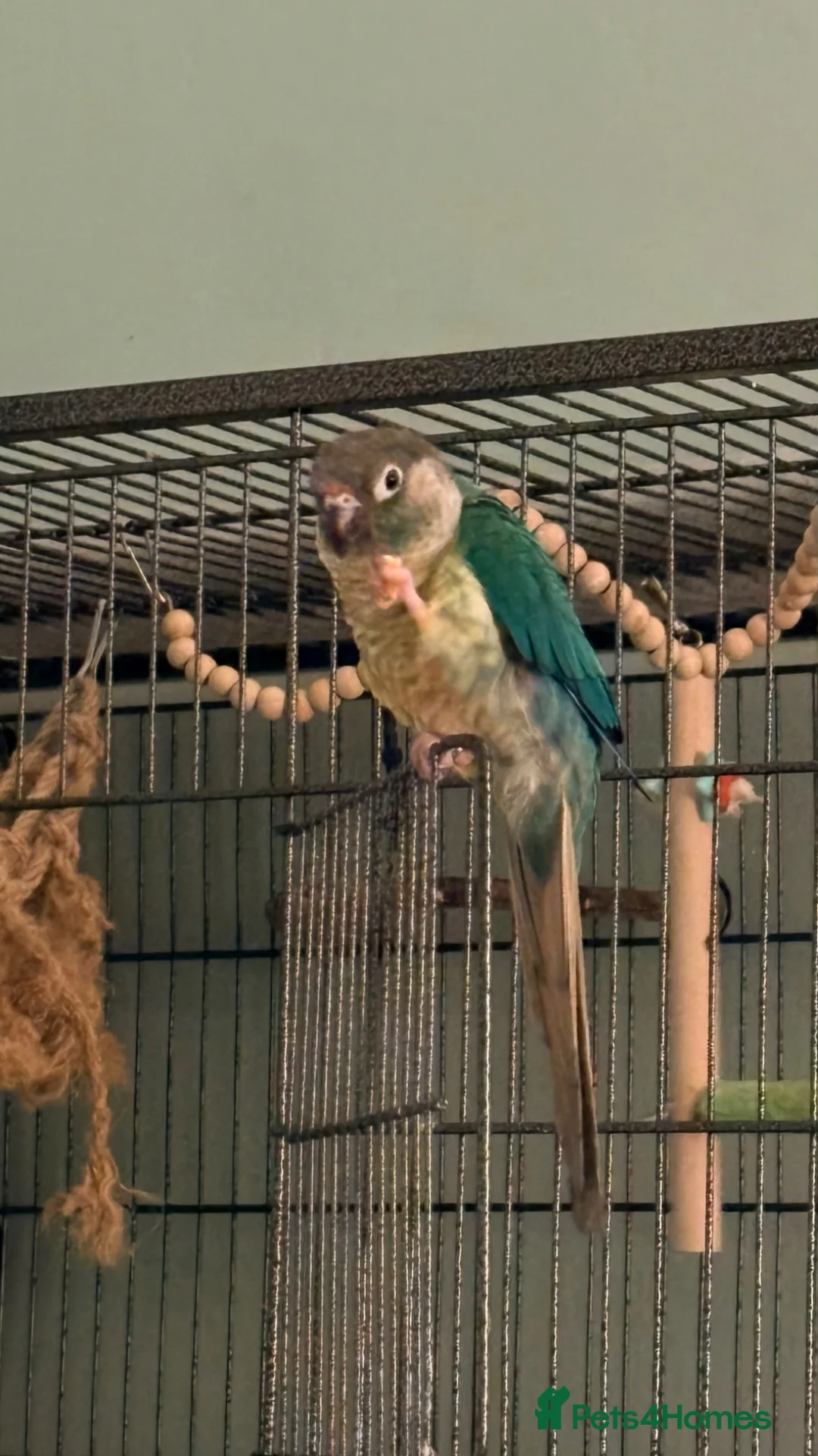 Conures birds for sale: Green cheek conure  - Advert 4