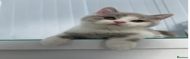 British Shorthair 2