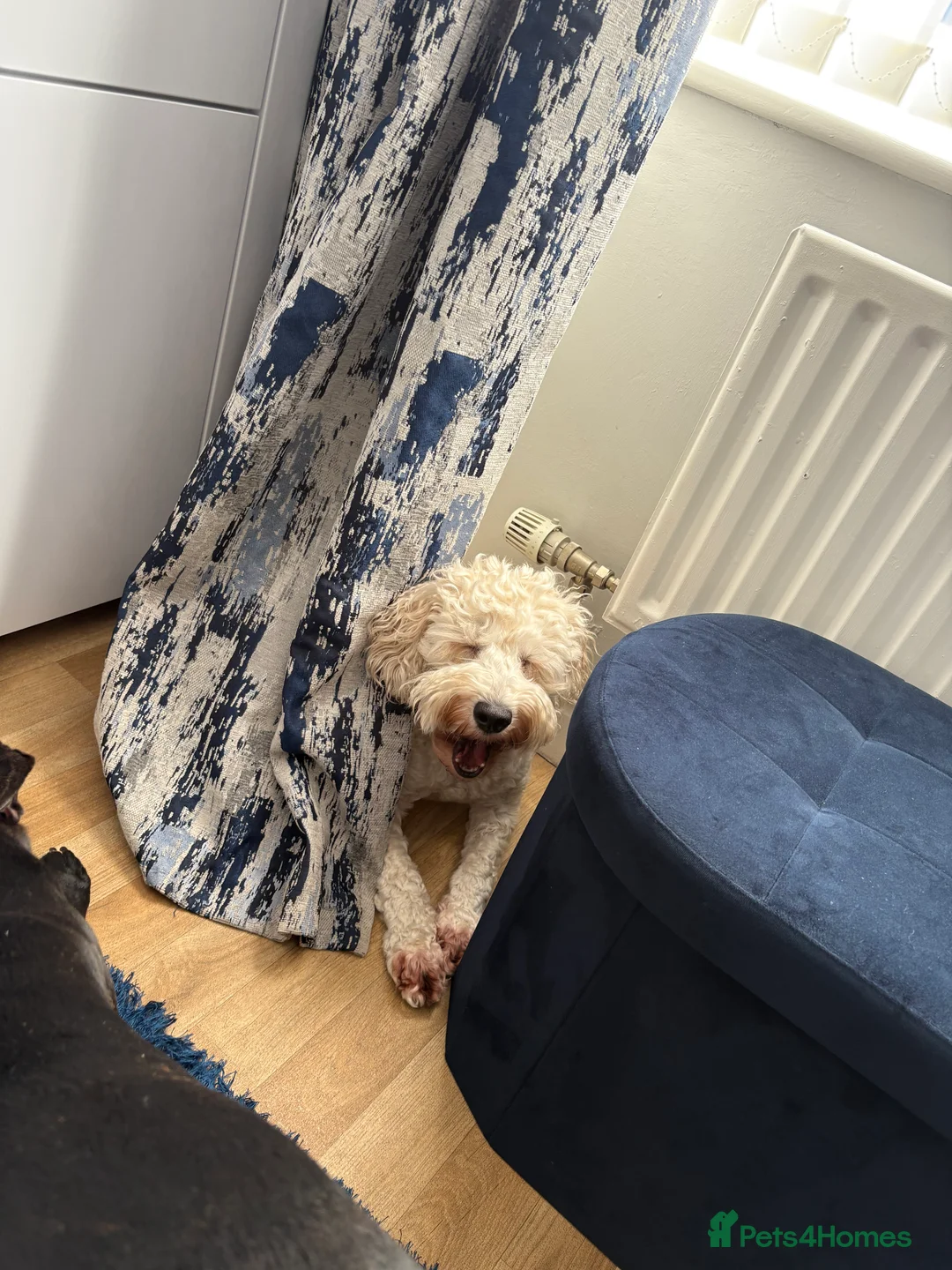 Cockapoo dogs for sale: Cockapoo, Seeking a adult only home  - Advert 8