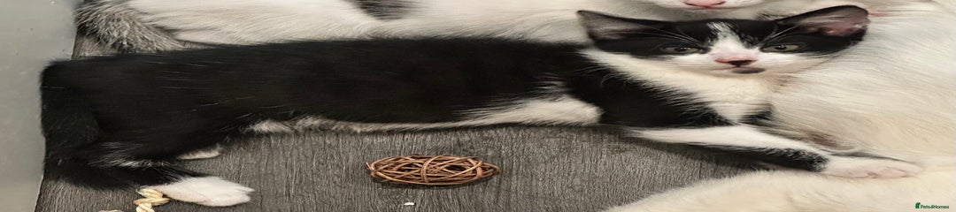 Mixed Breed Kitten 2