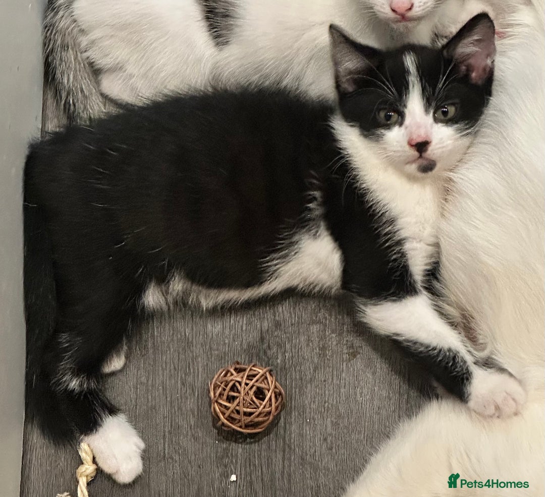 Mixed Breed cats for sale: Playful boys - Image 4