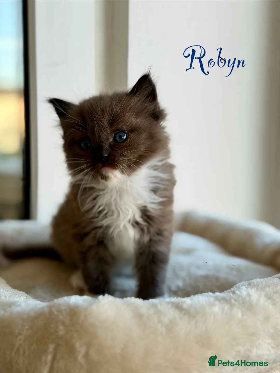 Ragdoll cats for sale: TICA registered cherubim kittens - Advert 3