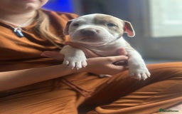 Mixed Breed dogs for sale: 2 beautiful pups (only the boy left) - Image 1