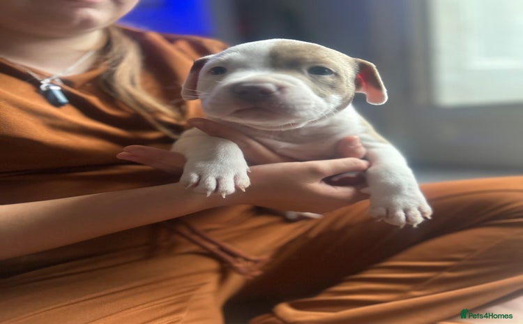 Mixed Breed dogs - Advert 3