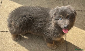 German Shepherd dogs - Advert 2