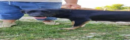 Mixed Breed dogs for adoption: Ayla, 2-3 yrs old. Available for adoption. in Brixham - Advert 2