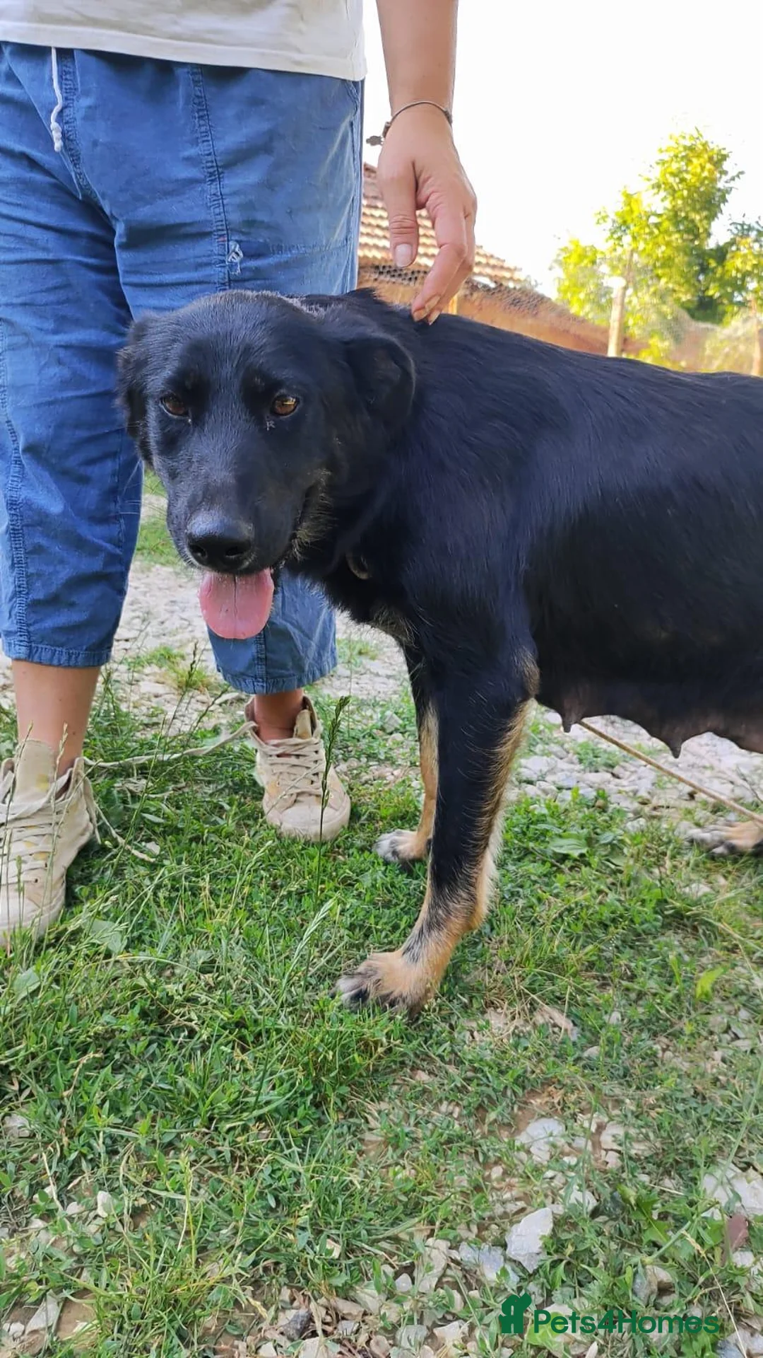 Mixed Breed dogs for adoption: Ayla, 2-3 yrs old. Available for adoption. in Brixham - Advert 2