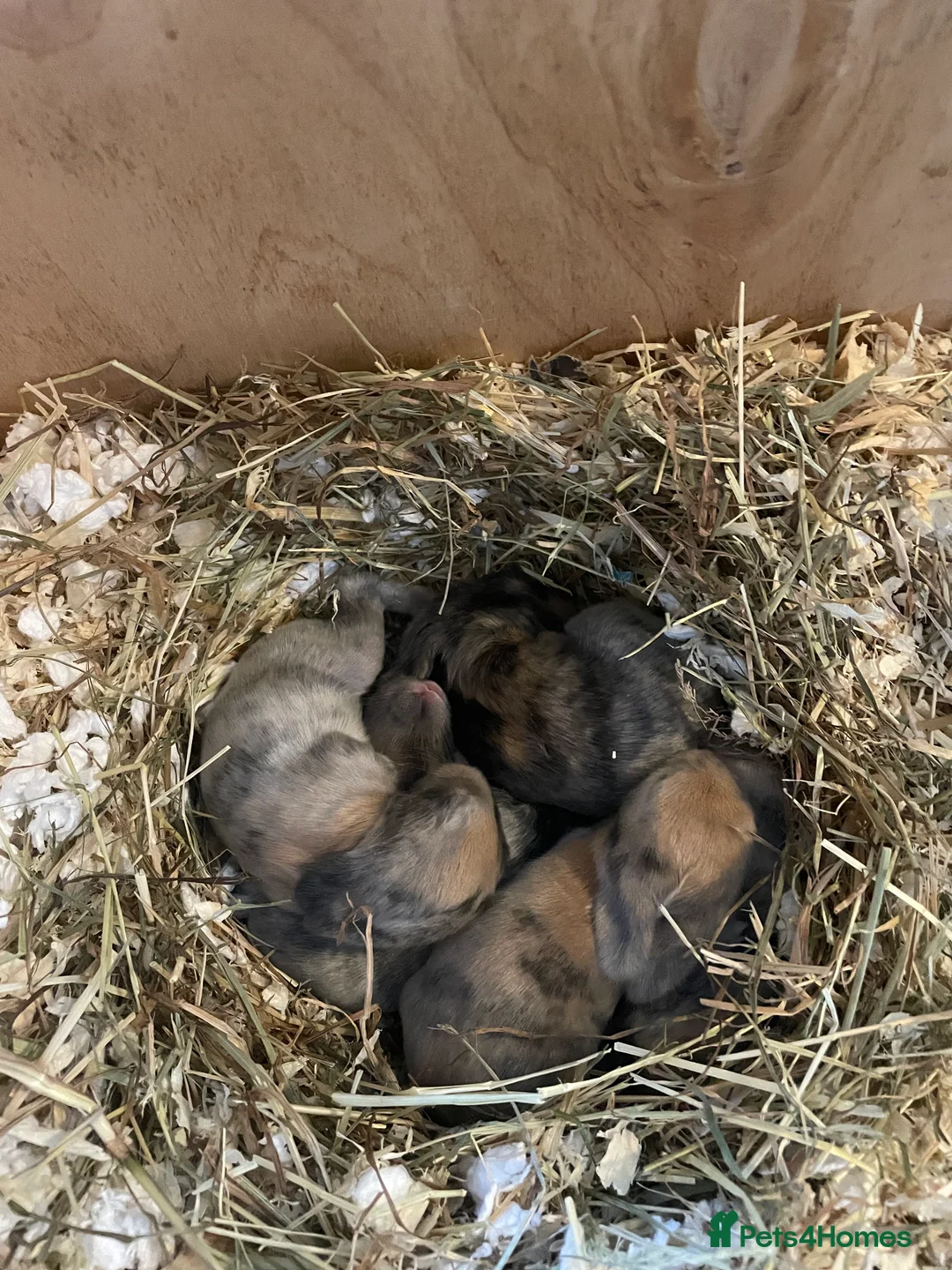French Lop rabbits for sale: 2 indoor French lop boys to be homed separately  - Advert 5