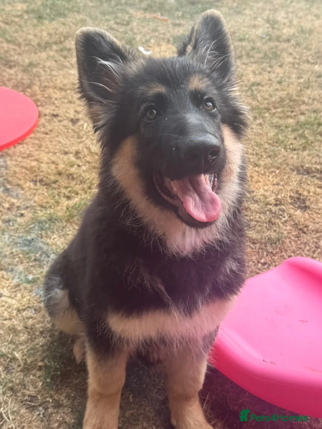 German Shepherd dogs for sale: German shepherd  in Lincoln - Advert 1