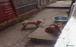 American Bully dogs for sale: princess for rehoming - Image 6