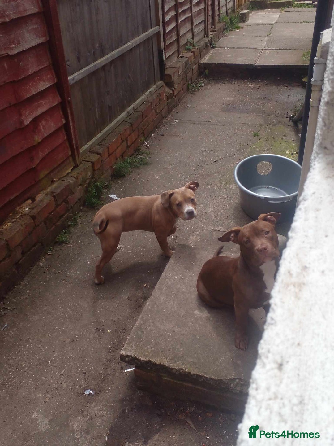 American Bully dogs for sale: princess for rehoming - Image 6
