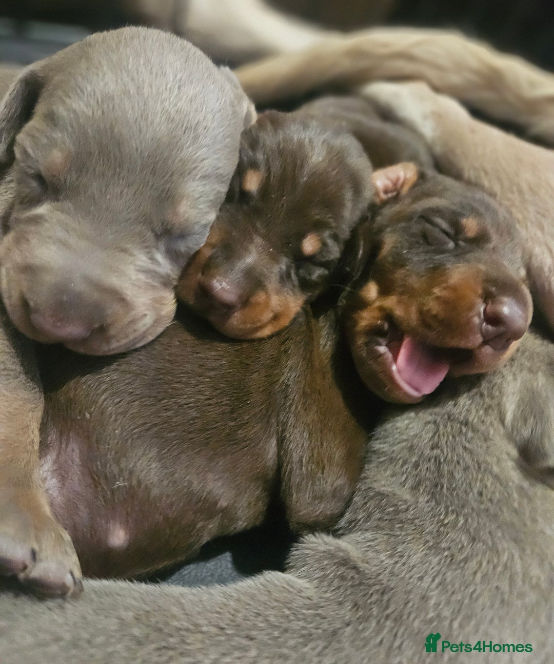 Dobermann dogs for sale: International Champ Bloodlines Pups Ready 25th DEC - Advert 16