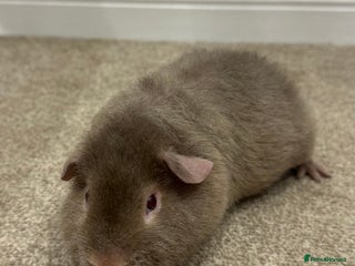 Guinea Pig rodents Baby guineas, boys and girls available - Advert 1