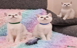 British Shorthair cats for sale: British Shorthair Silver Chinchilla  - Image 34