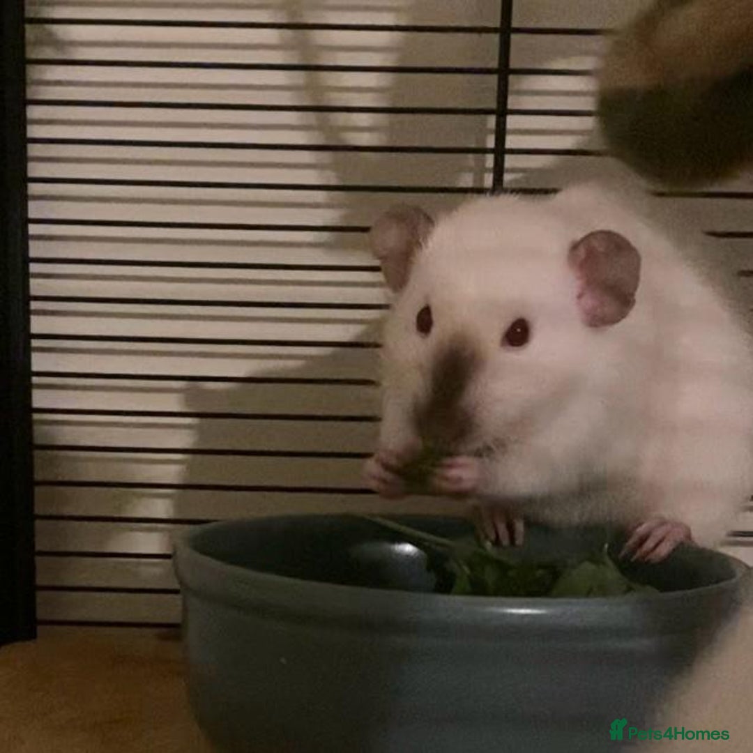 Rat rodents for sale: Siamese dumbo rats - Image 2