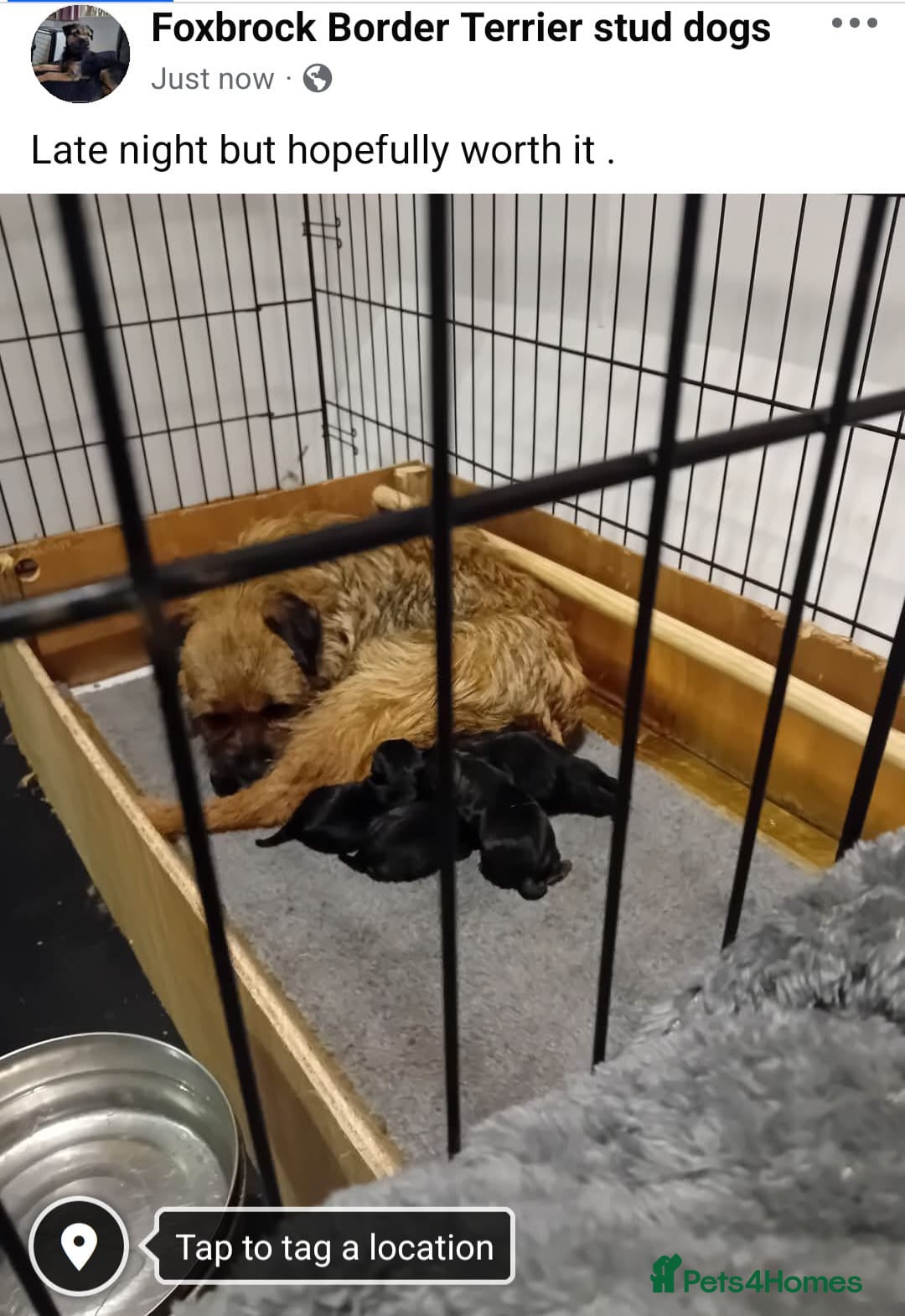 Border Terrier dogs for sale: KC Reg Border Terrier Dog Pups - Advert 1