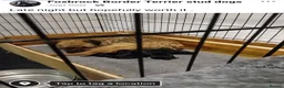 Border Terrier dogs for sale: KC Reg Border Terrier Dog Pups - Advert 1