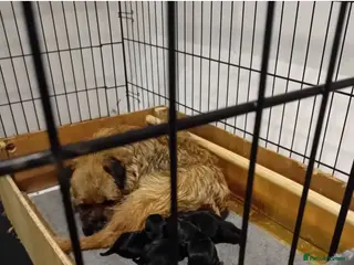 Border Terrier dogs for sale: KC Reg Border Terrier Dog Pups - Advert 1