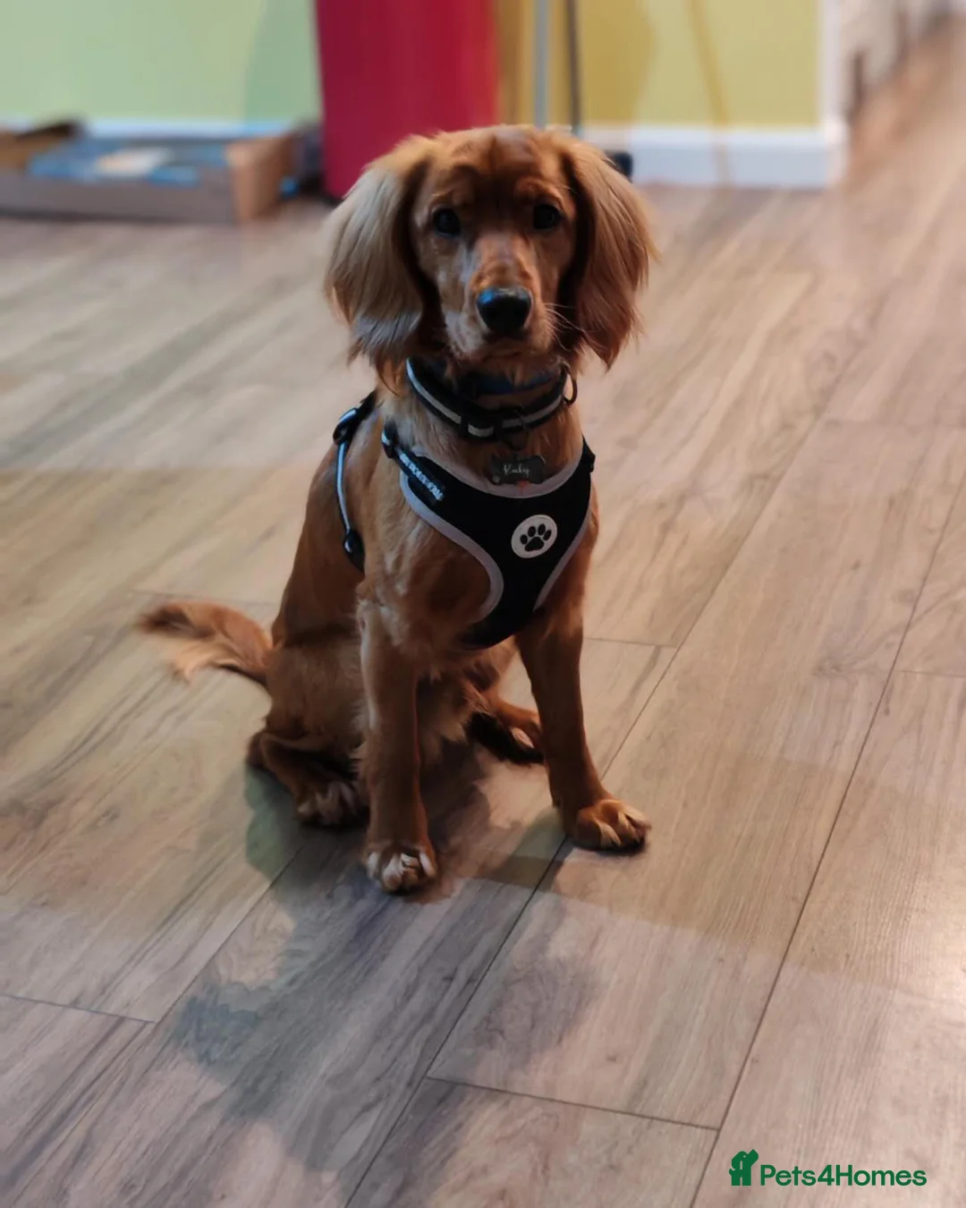 Cockapoo dogs for sale: Handsome Cockapoo/Cocker Spaniel in Montrose - Advert 3