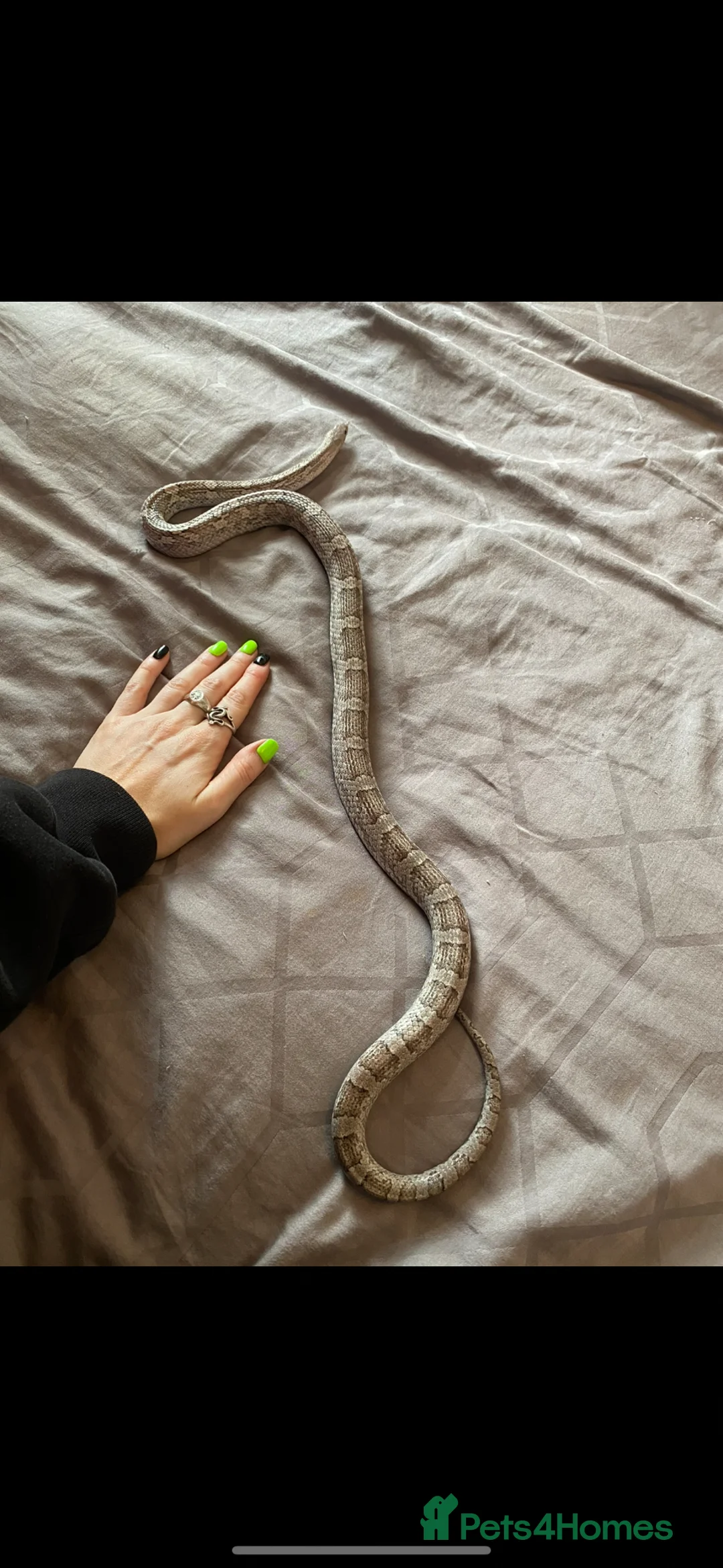 Corn Snake reptiles for sale: Noodle - graphite corn in Weston-super-Mare - Advert 2